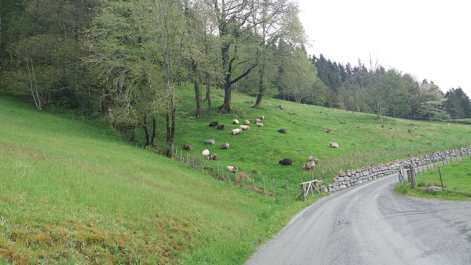 Sauene koser seg på beite i Bakkene