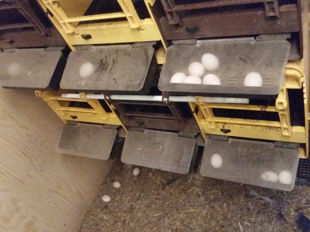 egg under lokk