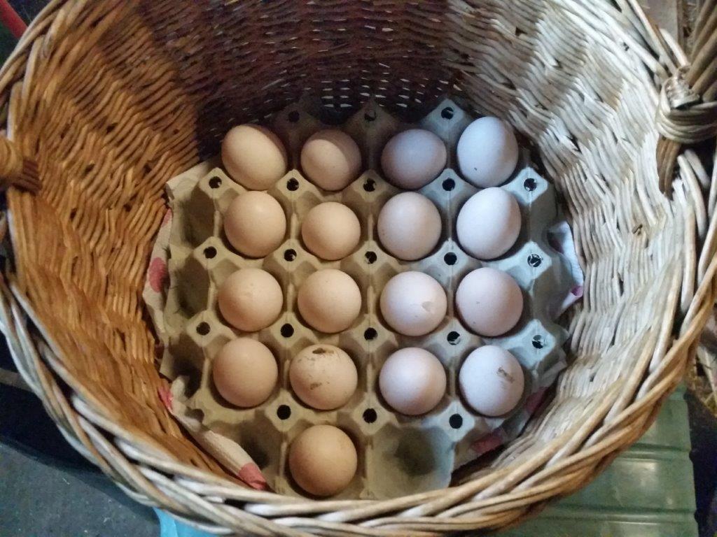 egg i kurv